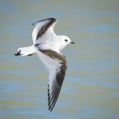 Ross's Gull thumbnail 3