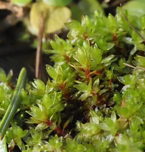 Long-leaved Thread Moss