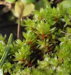 Long-leaved Thread Moss thumbnail 1