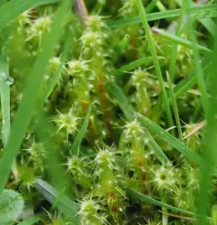 Square Gooseneck Moss thumbnail 2