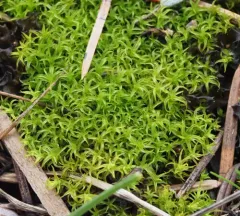 Cylindric Beard-moss thumbnail 1