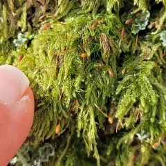 Coiled-leaf claw-moss thumbnail 3