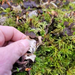 membranous pelt lichen thumbnail 3