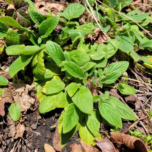 shade phacelia