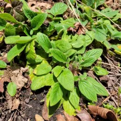 shade phacelia thumbnail 1