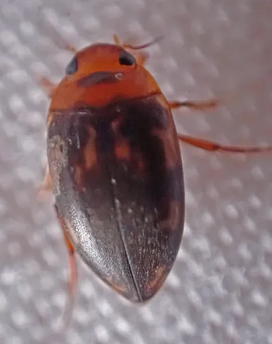Neoporus undulatus