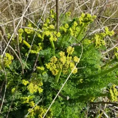 Klickitat desert parsley thumbnail 2