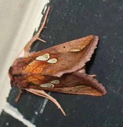 Large-spotted Looper Moth thumbnail 2