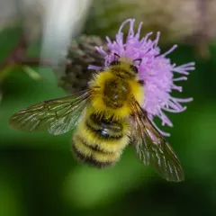 Perplexing Bumble Bee thumbnail 3