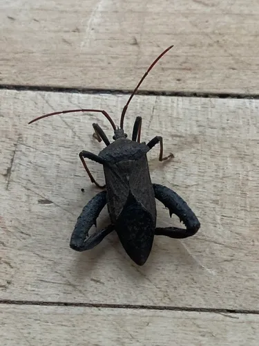 Florida Leaf-footed Bug