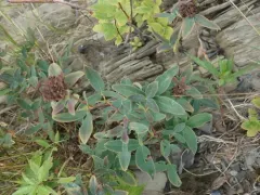 Zigzag Clover thumbnail 4
