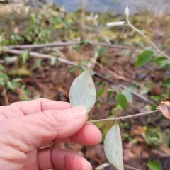 Franchet's cotoneaster thumbnail 3