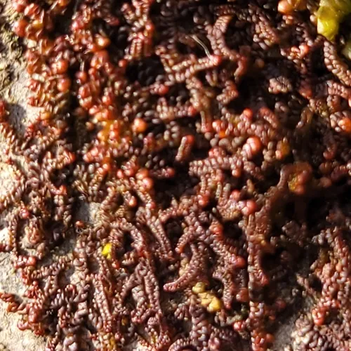 Hanging Millipede Liverwort