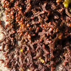 Hanging Millipede Liverwort thumbnail 1