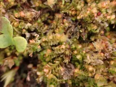 Cut Notchwort thumbnail 3