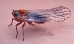 Javesella pellucida thumbnail 2