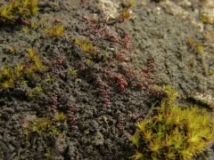 Frullania californica thumbnail 4