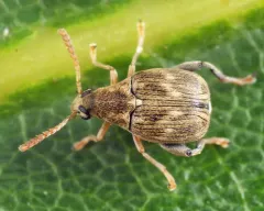 Meibomeus musculus thumbnail 2