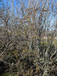 Spreading Cotoneaster thumbnail 2