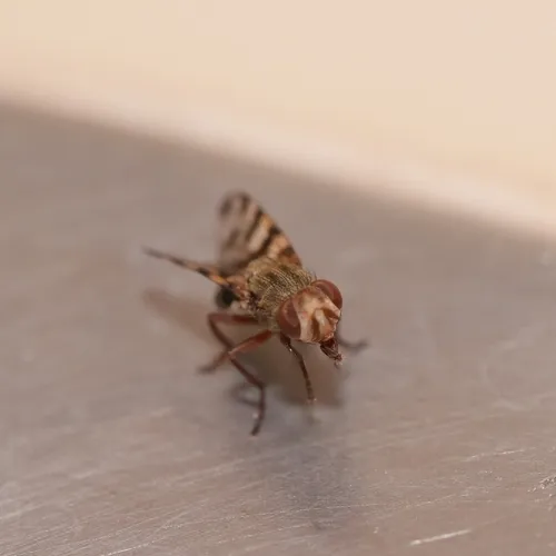 Narrow-Banded Picture-Winged Fly