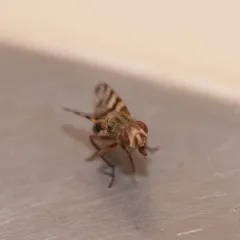 Narrow-Banded Picture-Winged Fly thumbnail 1