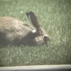 White-tailed Jackrabbit thumbnail 2