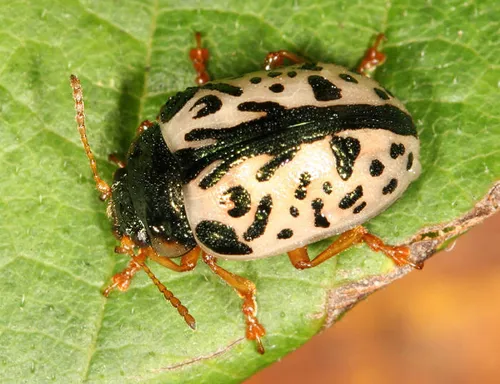 Calligrapha dolosa
