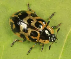 Knab's Leaf Beetle thumbnail 2