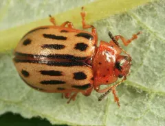 Chrysomela lineatopunctata thumbnail 2