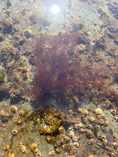 Gloiosiphonia verticillaris