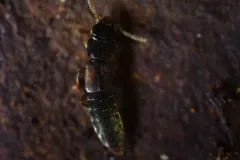 Charhyphus picipennis thumbnail 3