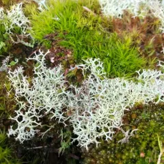 Reindeer Lichen thumbnail 1