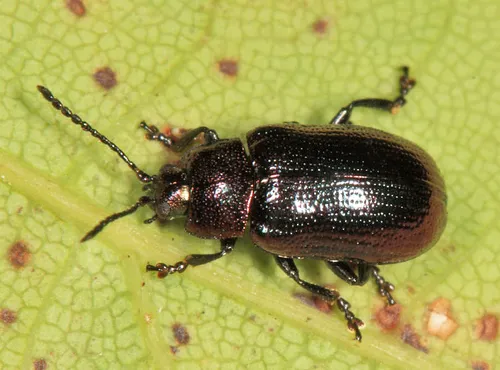 Phratora americana