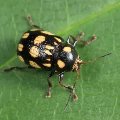 Bassareus clathratus thumbnail 2
