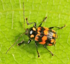 Bassareus formosus thumbnail 2