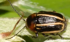 Bassareus lituratus thumbnail 2