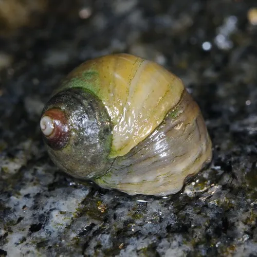 Rough Periwinkle