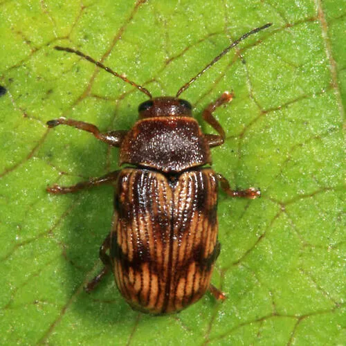 Furrow-necked Cryptocephalus