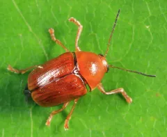 Venus Cryptocephalus thumbnail 1