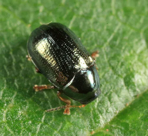 Diachus catarius