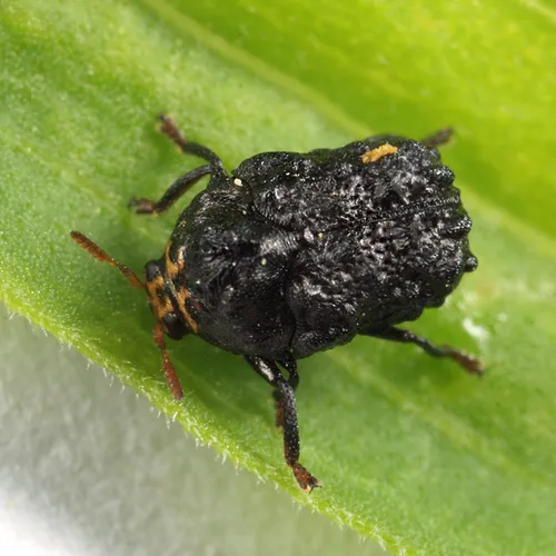 Exema byersi