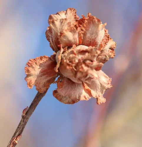 Willow Rose Gall Midge