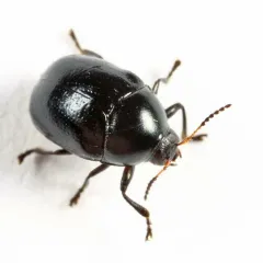 Lexiphanes saponatus thumbnail 2