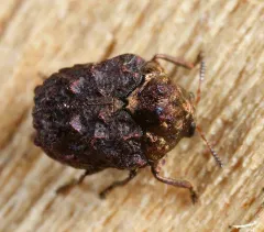 Neochlamisus bebbianae thumbnail 3