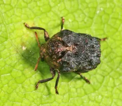 Neochlamisus gibbosus thumbnail 1