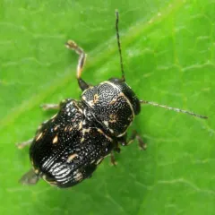 Pachybrachis luctuosus thumbnail 2