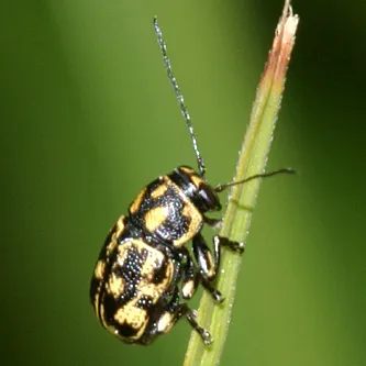 Pachybrachis m-nigrum