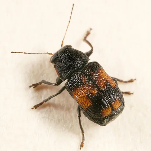 Pachybrachis subfasciatus