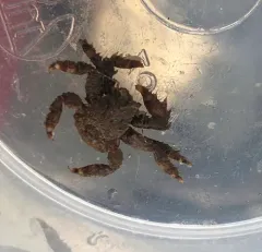 Hairy Crab thumbnail 2
