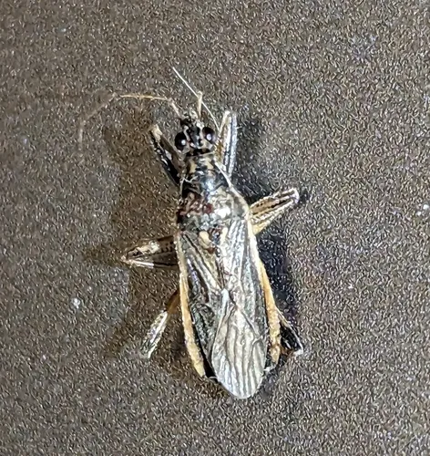 Grey Damsel Bug